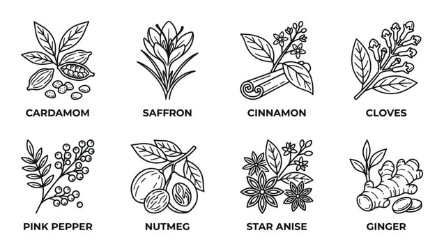 Set of spice and herb line icons