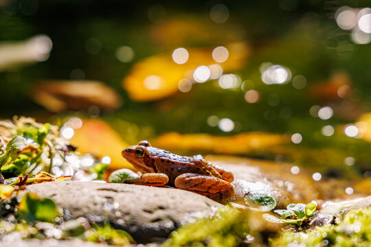 Small brown frog sitting on a wet stone at the water's edge in warm sunlight with glittering water bokeh and golden autumn leaves, low angle wildlife close-up