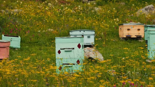 View of an apiary with colorful wooden beehives situated in a vibrant alpine meadow filled with wildflowers An apiary in an alpine meadow, beehives with bees are among the flowers..