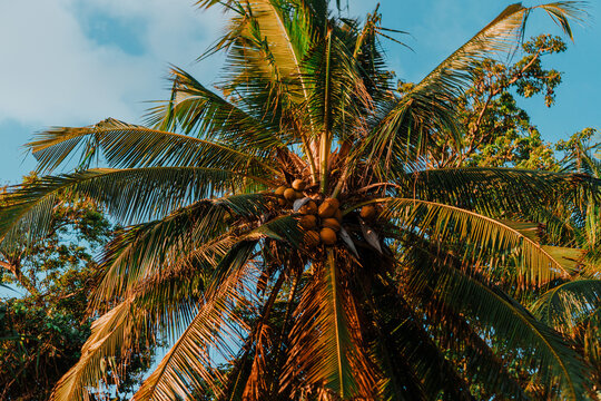 Close up low angle view of a lush coconut palm tree bearing fruits against a clear blue sky illuminated by warm sunlight.
