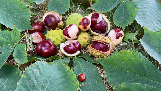 Organic Wild Horse Chestnuts Ready for Harvest