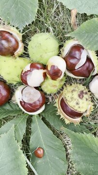 Close-up of Fresh Wild Chestnuts on Forest Floor