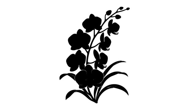 Orchid Blossom Branch Silhouette Vector with Multiple Flowers Curved Stems and Elegant Leaves in Black and White on White