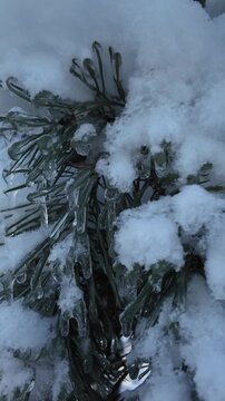 Handheld Pan Of Pine Branch With Snow And Icicles In Winter Park