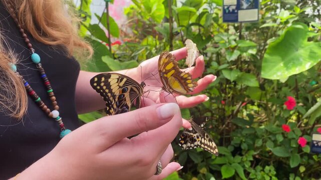 Close up of a woman holding multiple colorful exotic butterflies on her hands inside a lush butterfly house conservatory. Great concept for human interaction with nature, ecotourism, wildlife, 