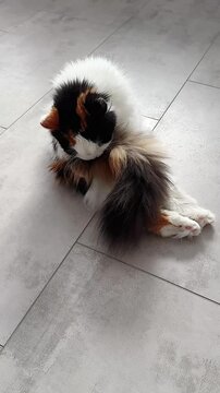 A Curious Calico Cat Grooming Its Beautifully Fluffy Tail While Relaxing on Smooth Tiles, Capturing a Moment of Feline Serenity and Elegance