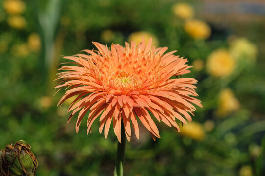 Orange Gerbera flowers on nature background.Flowers that bloom in the sunlight.