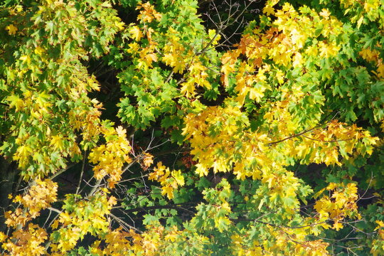 multicolored leaves on the trees in autumn