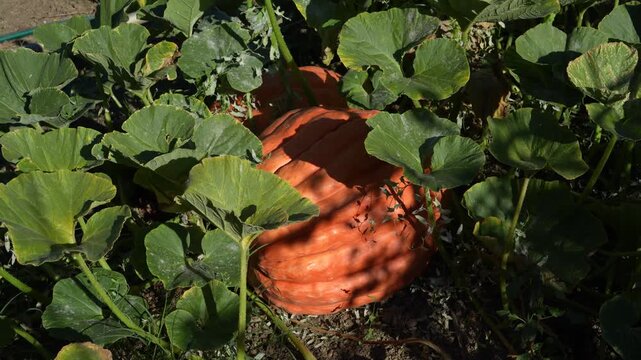 A large ripe orange pumpkin sits among its vine in a pumpkin patch, its broad green leaves rustling and casting shifting shadows as they move in the wind. Static camera, natural outdoor light.