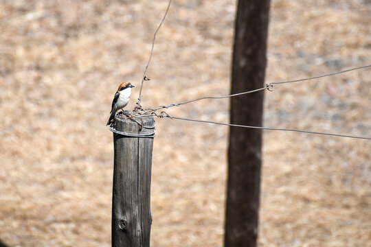 Woodchat Shrike standing on a wooden post