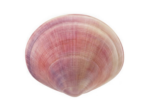Single pink clam shell isolated on transparent