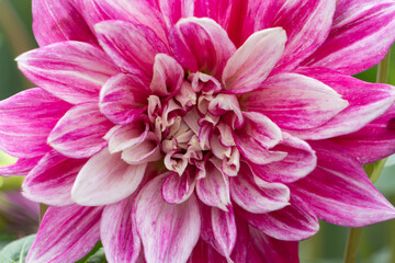 Obraz premium Close up of vibrant magenta pink and white dahlia flower petals with soft light in autumn