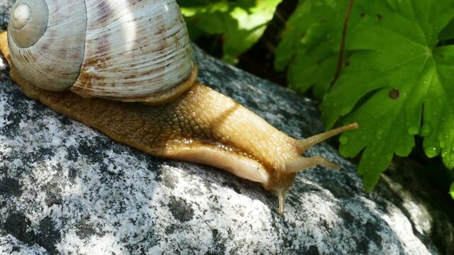 Macro close up of a big mountain snail with a white shell and yellow body in the wild nature. Wildlife footage filmed around Vihren hut in Pirin National Park near Bansko Bulgaria.