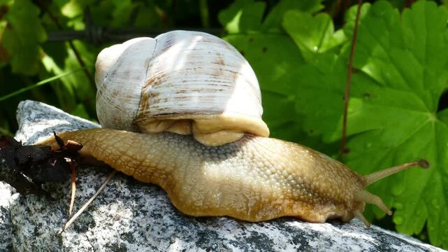 Macro close up of a big mountain snail with a white shell and yellow body in the wild nature. Wildlife footage filmed around Vihren hut in Pirin National Park near Bansko Bulgaria.