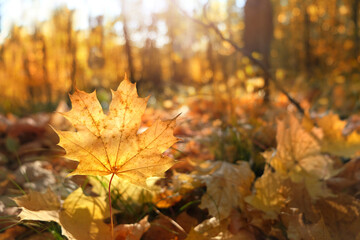 Fototapeta premium Autumn mood background. Fallen dried leaves on forest ground close up, sunny natural landscape. symbol of golden fall season. warm forecast weather in autumn time