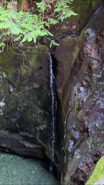 A thin trickle of water streams down dark wet rock cliffs into an emerald pool at Lynn Canyon in Vancouver, framed by cedar branches in the Pacific Northwest rainforest.