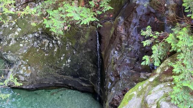 A thin trickle of water streams down dark wet rock cliffs into an emerald pool at Lynn Canyon in Vancouver, framed by cedar branches in the Pacific Northwest rainforest.