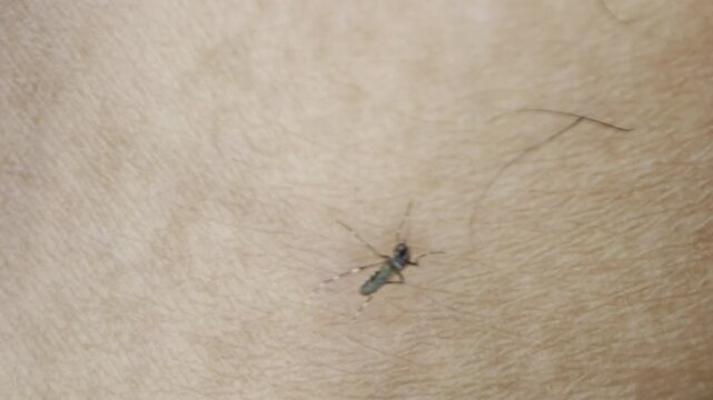 A mosquito resting and biting on human skin