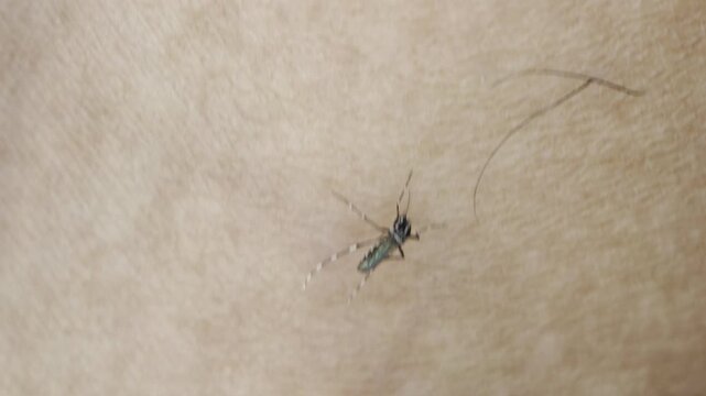 A mosquito resting and biting on human skin