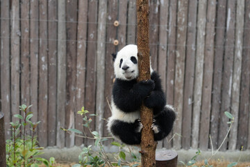 Playful Giant Panda Cub Climbing a Wooden Post © foreverhappy