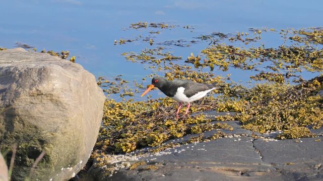 Eurasian oystercatcher foraging on rocky shoreline with seaweed.