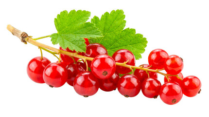 Fresh red currant berries isolated on transparent background © HAWYA