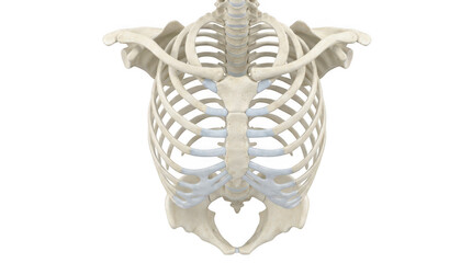Human thoracic rib cage anatomy isolated on transparent background © HAWYA
