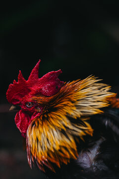 Extreme close up shot of a bantam rooster showing detailed red comb, sharp eye, and shiny golden hackle feathers against a dark blurred background.