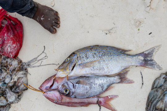 Top view of several freshly caught fish and bunched octopus lying on pale beach sand with a bare foot and a red plastic bag at the edge of the frame, Matemwe, Tanzania