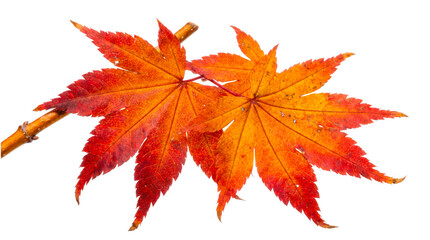 Vibrant autumn maple leaves isolated on transparent background © HAWYA