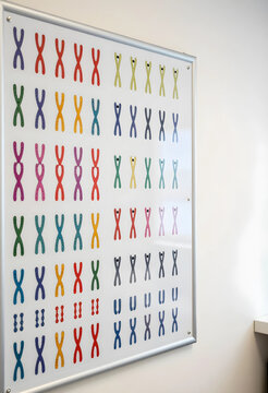 Genetics and human karyotype chart, medical research and biology education with colorful chromosome pairs displayed on a wall in a laboratory