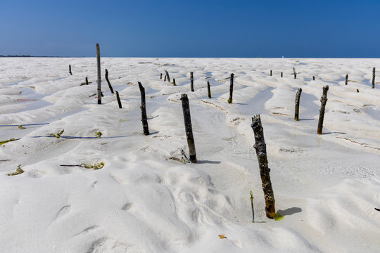 Weathered wooden poles of a sea weed farm standing in rippled white sand and shallow water at low tide with blue ropes and a deep blue sky behind, Jambiani, Tanzania