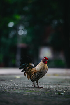 Vertical portrait of a small bantam rooster standing on ground outdoors, showing dark tail and golden plumage against a dark green natural bokeh background.