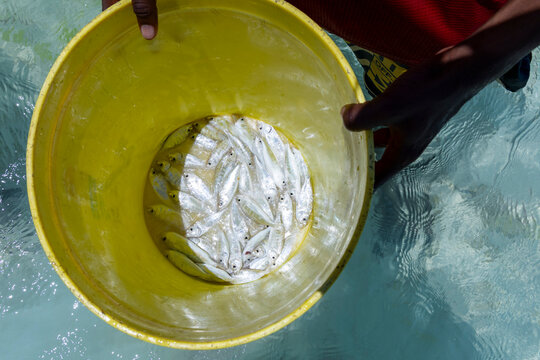 Overhead view of a yellow bucket full of small silver fish held in clear shallow seawater by a fisherman after a morning catch on the lagoon, Jambiani, Tanzania