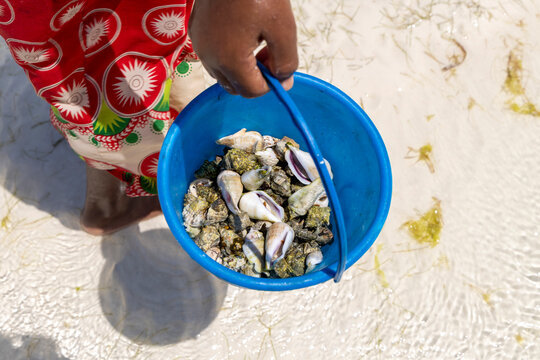 Close-up of a hand holding a blue bucket full of freshly collected shells above the shallow clear water of Jambiani with a child in a red patterned dress, Jambiani, Tanzania