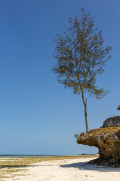 Lone casuarina tree growing on a rocky coral cliff above a white sandy beach with green seaweed at low tide under a clear deep blue sky in Jambiani, Jambiani, Tanzania
