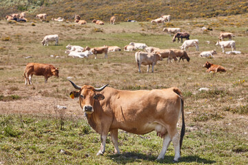Cattle grazing in the field. Sustainable agriculture. Cantabria, Spain © h368k742