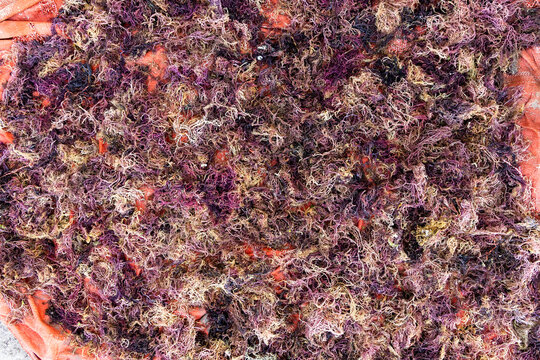 Close-up of tangled purple and golden dried seaweed spread out on an orange tarp to dry in the sun in Zanzibar creating a rich abstract texture, Jambiani, Tanzania