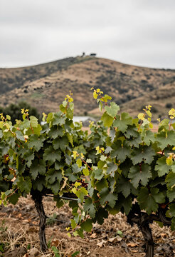 Viticulture and sustainable agriculture, grape vines growing in a vineyard with rolling hills and rural landscape in the background during autumn
