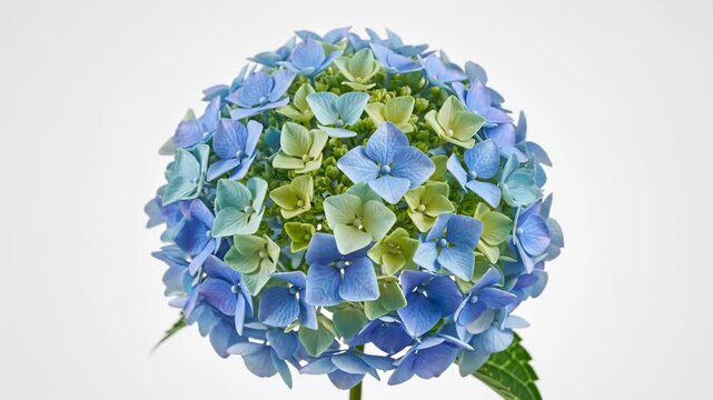 A close up view of a hydrangea flower displays clusters of green