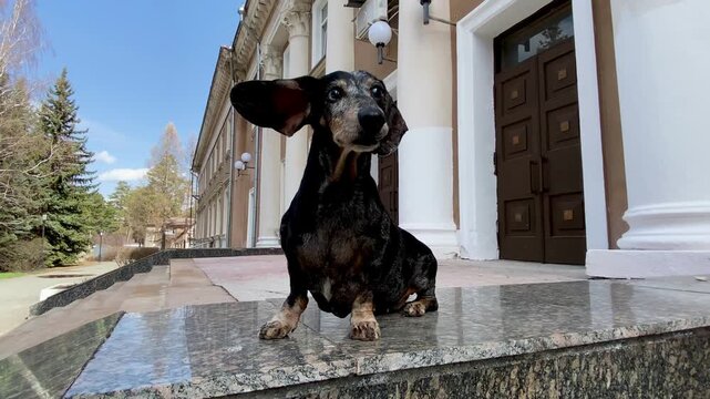 An old dachshund sits on a granite parapet near a building with columns, its long ears flapping in the wind, fir trees and blue sky behind.