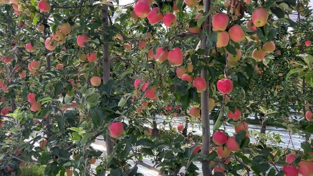 Pan shot on row of ripe red apples hanging on trees in a modern orchard with protective netting and reflective ground film