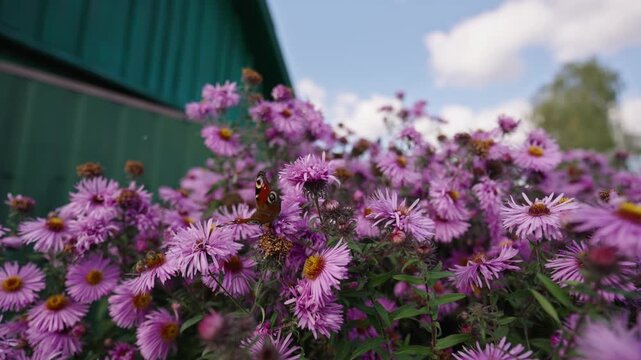 Blooming aster daisies with bees and peacock butterflies pollinating it. Blooming New England asters with insects sitting on it with sky and a building in the background.