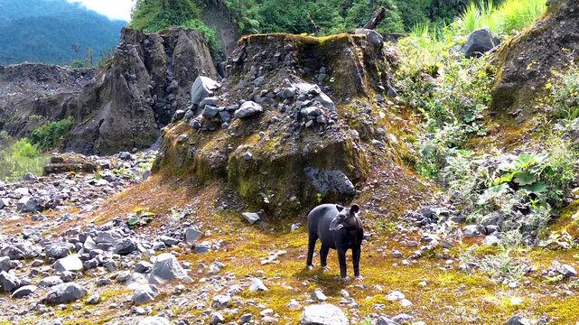 Wild Tapir Observing Camera in Rocky Mountain Forest Habitat