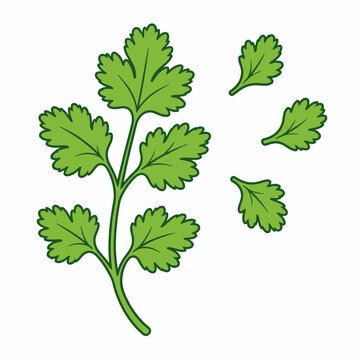 Fresh cilantro sprig and leaves herb vector icon