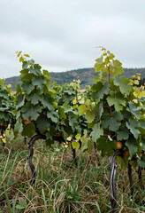 Fototapeta premium Viticulture and sustainable agriculture, young grape vines growing in a vineyard with green leaves and ripening fruit in a rural landscape at harvest