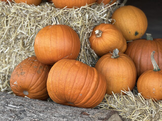 Group of pumpkins on hay and log © Yuliia