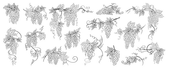 Naklejka premium Vine grape bunch set. Hand drawn Vintage sketch leaves, berries tendrils in antique engraving ink style. Botanical elements corners flourishes dividers for wine label packaging, menu invitation design