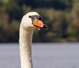 mute swan cygnus olor © Filip