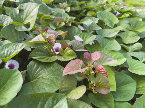 Close-up view of a healthy sweet potato plant, Ipomoea batatas, growing densely with broad heart-shaped green leaves, reddish young foliage, flower buds, and scattered purple blooms.